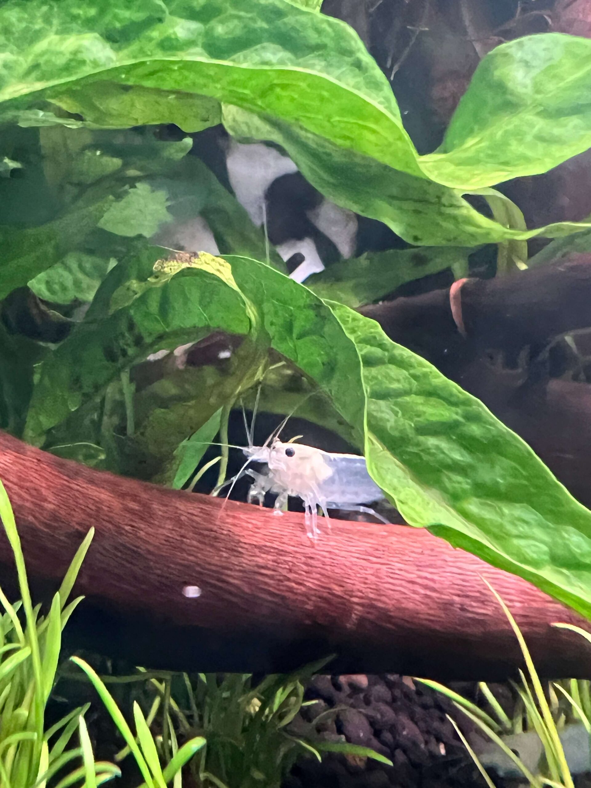 Algenfresser im Aquarium – Amano-Garnele und Otocinclus im Aquascape