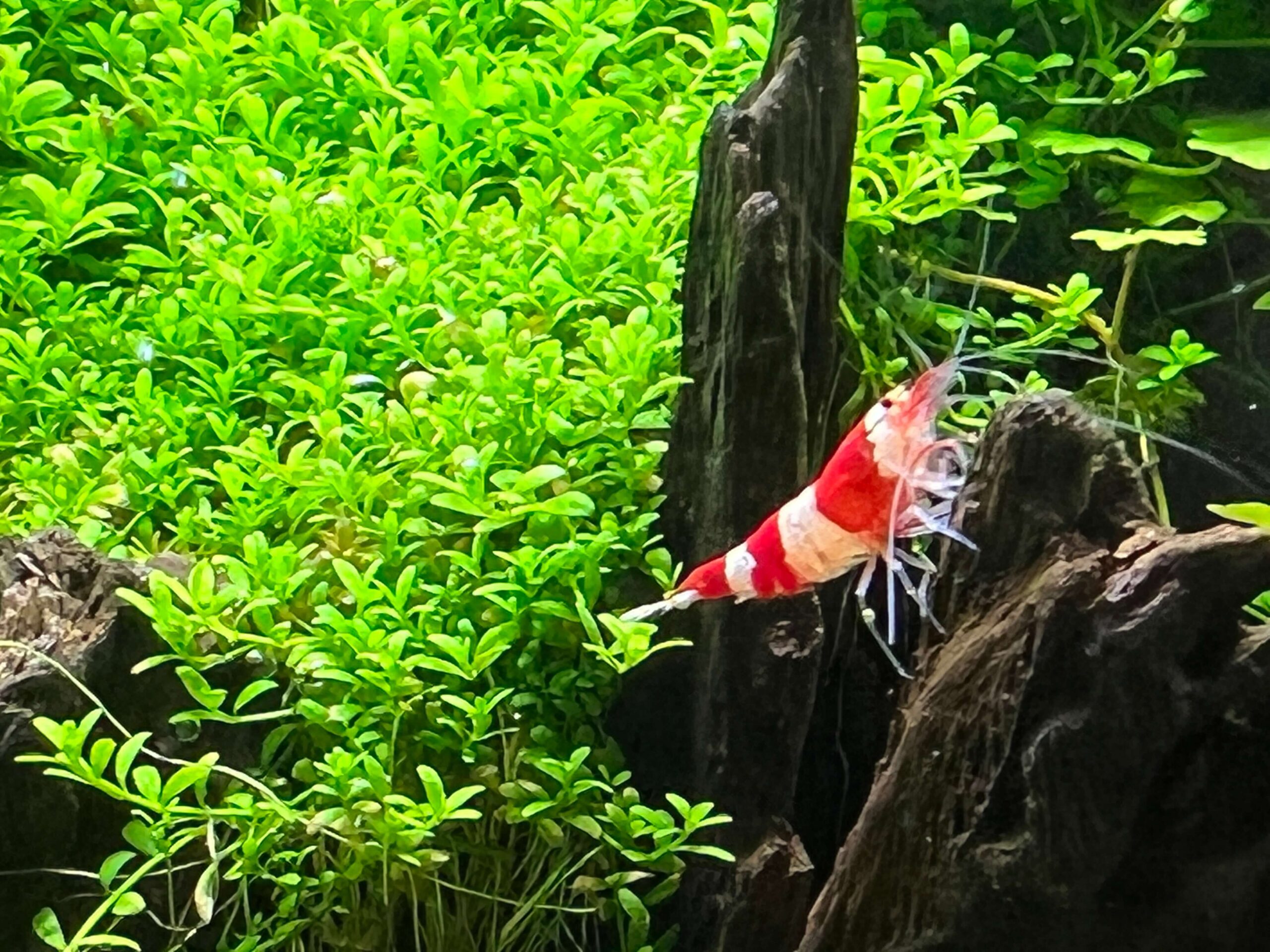 Neocaridina Zwerggarnele