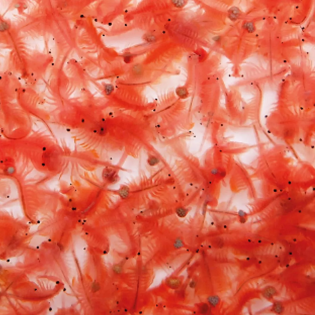 Artemia Vita