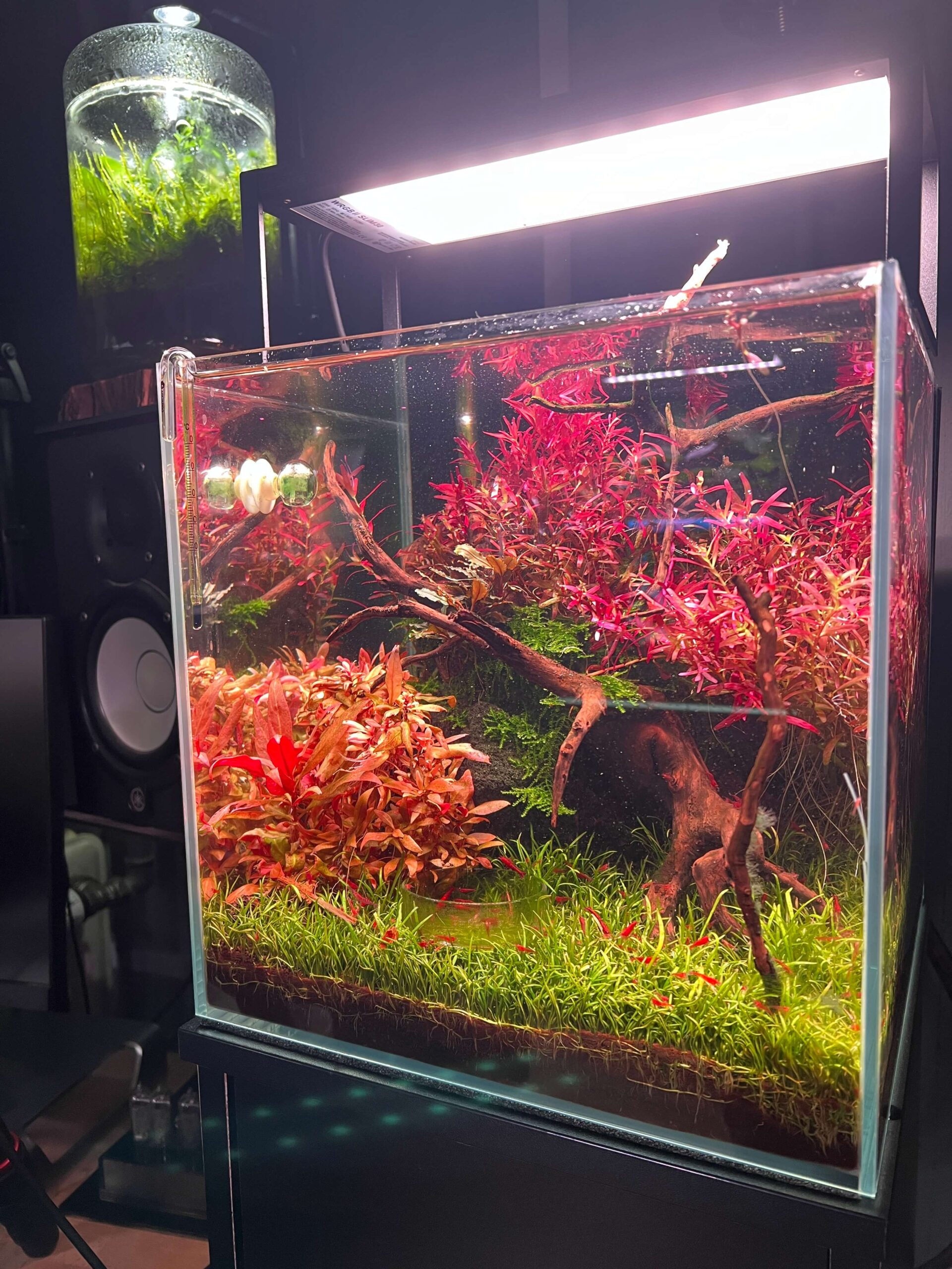 LED-Beleuchtung im Aquascape – brillante Farbwirkung bei Wasserpflanzen und Hardscape