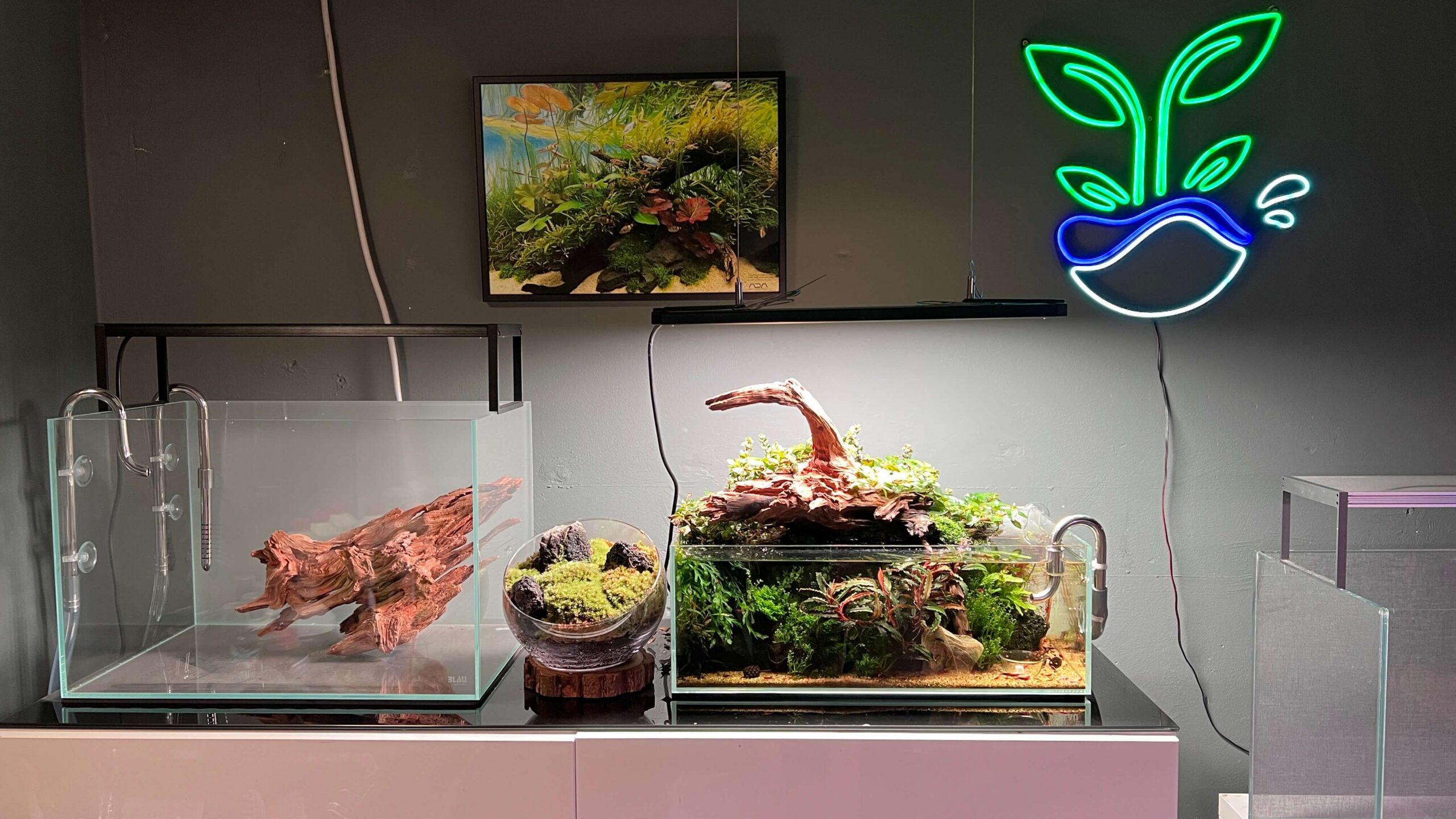 Geduld führt im Aquascaping oft zum Erfolg