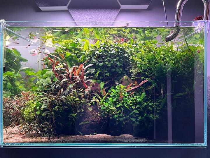 Verschiedene Anubias- und Bucephalandra-Varianten als pflegeleichte Aufsitzerpflanzen im Aquascape