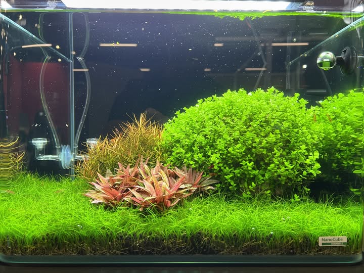 Eleocharis sp. Mini als feiner Aquariumrasen im Vordergrund