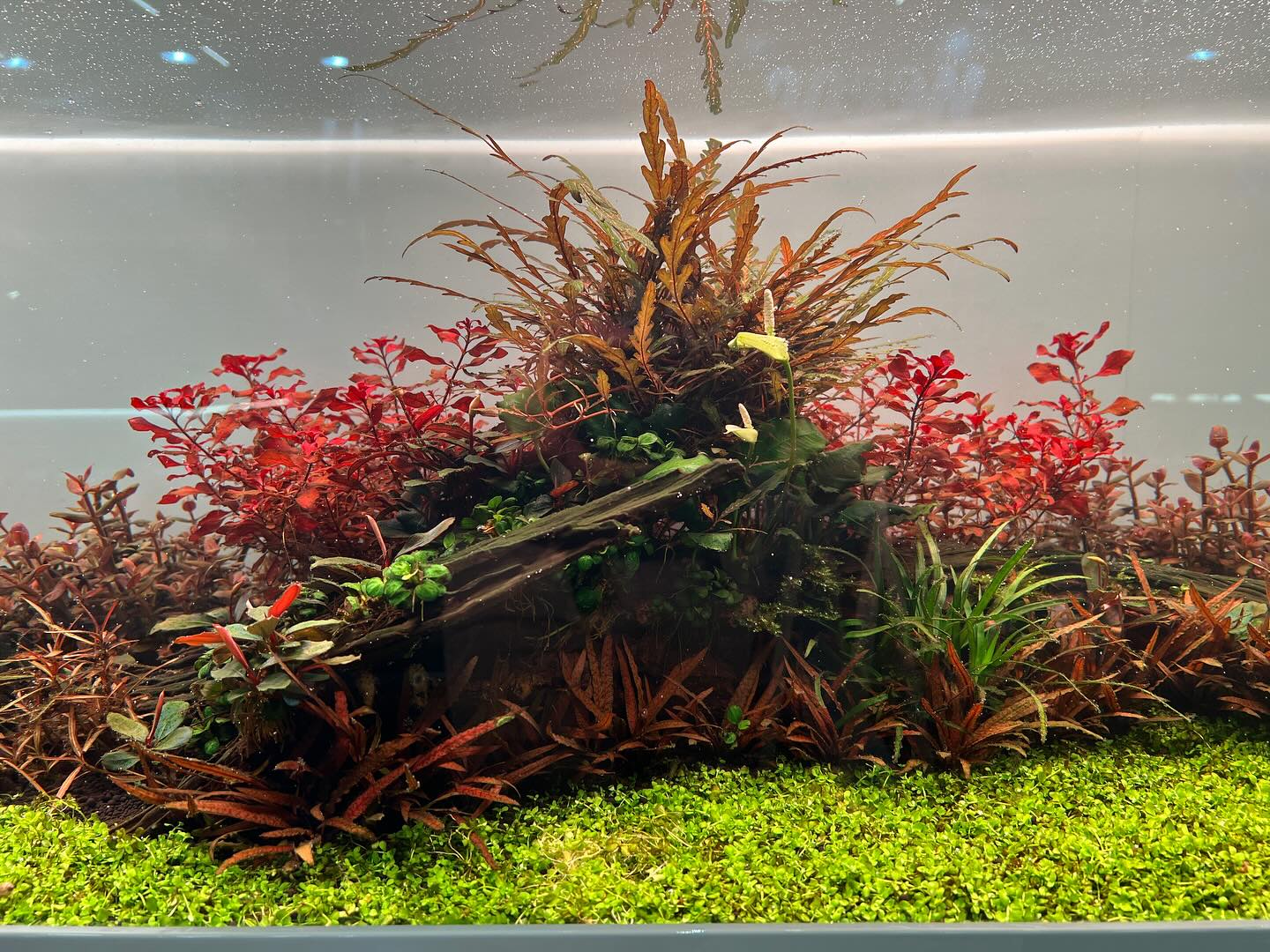 Hygrophila pinnatifida mit rotbraunen, gefiederten Blättern als Akzentpflanze im Aquascape