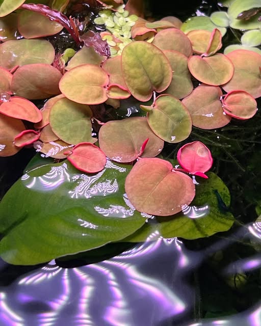 Phyllanthus fluitans Roter Schwimmfarn mit rötlichen runden Blättern an der Wasseroberfläche