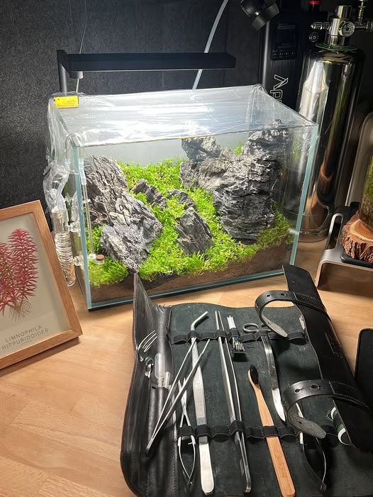 Micranthemum tweediei Monte Carlo als grüner Bodendecker im Iwagumi-Aquascape mit Drachensteinen