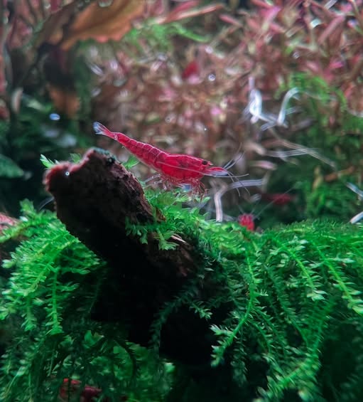 Vesicularia montagnei Christmas-Moos mit Neocaridina Garnele im Aquascape