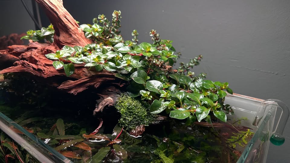 Ludwigia palustris Red als rote Stängelpflanze emersed an Wurzel im Aquarium