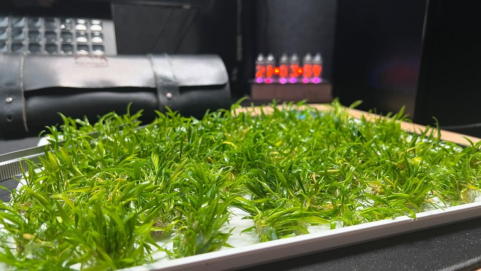 Cryptocoryne parva als In-vitro-Pflanze – kleinste Wasserkelch-Art für den Vordergrund