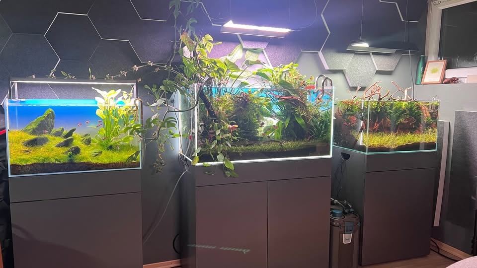 Drei Aquascapes mit Eleocharis Mini und Lilaeopsis brasiliensis als Vordergrundpflanzen
