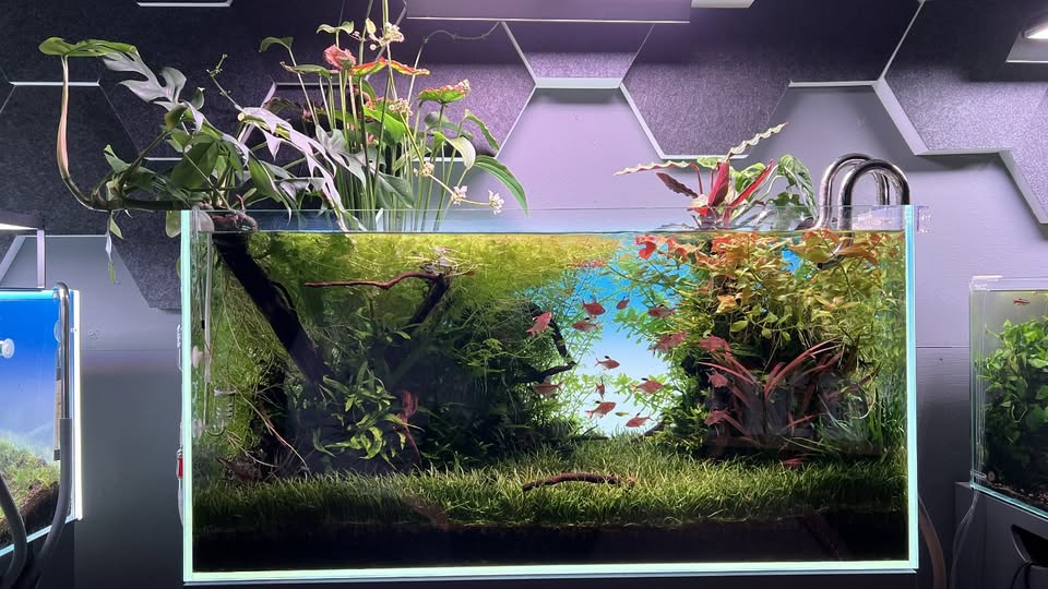 Echinodorus palifolius im Nano Cube Aquascape mit Eleocharis-Rasen