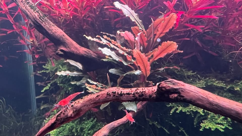 Bucephalandra sp. Lamandau Purple als Aufsitzerpflanze im Aquascape von Eike