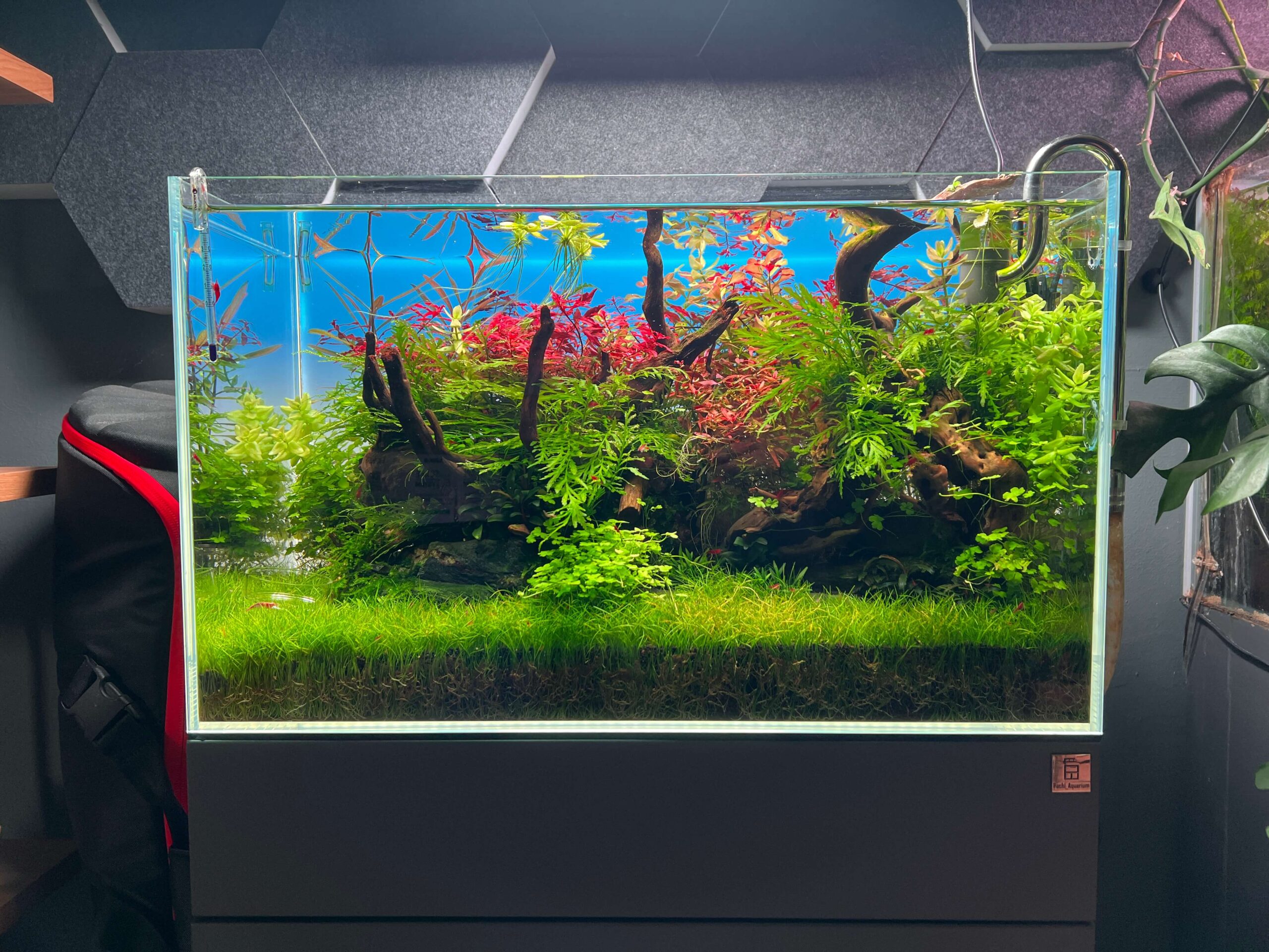 Dicht bepflanztes Aquascape mit Eleocharis-Rasen, Hydrocotyle tripartita Mini, Hygrophila pinnatifida und roter Ludwigia palustris