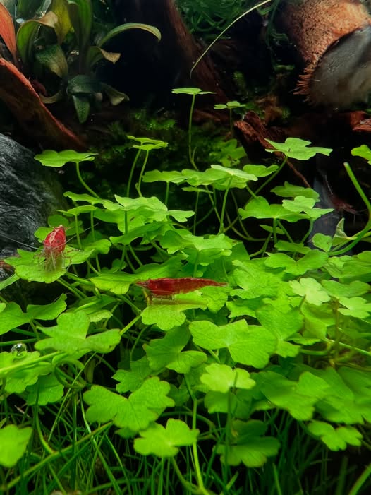 Hydrocotyle tripartita Mini Kleeblattpflanze mit Bloody-Mary-Garnelen im Aquascape